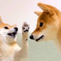 2匹の犬が『親子喧嘩…