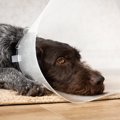 犬の去勢・避妊手術…
