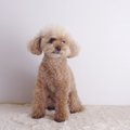 犬が初対面の人にす…