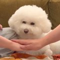 SNSで流行った『犬の…
