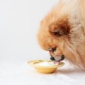 オーストラリアで犬…