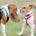 犬の飼い主がしがち…