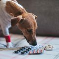 犬に正露丸を与えて…