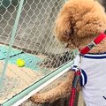 『どうしてもボール…