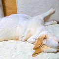 大型犬に小声で『ご…