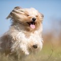 犬の『スキップ』可…