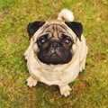 おとなしい犬種５選…
