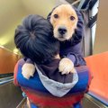 大型犬が『エスカレ…