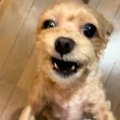 4日ぶりに犬と再会し…