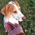 構いすぎてない？犬…