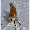 「わーい！雪だぁ」…