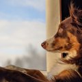 犬がたそがれている…
