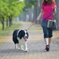 犬にとって危険な『…
