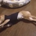 柴犬ちゃん｢ごろん｣…