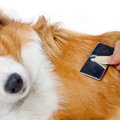 愛犬の体を守る被毛…