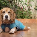 犬の術後服とは？役…