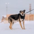 犬がしっぽを足の間…
