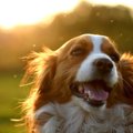 どんな気持ち？犬が…