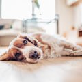 【獣医師執筆】犬の…