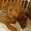 突然の里親探しの依…