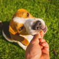 犬にするべきではな…