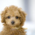 ティーカッププード…