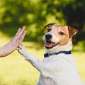犬も『ジェスチャー…