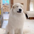 超大型犬を優しく叱…