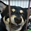 まるで別犬！唸る噛…