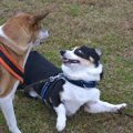 『他の犬と関わるこ…