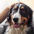 犬が飼い主に『許し…