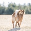 愛犬の「歩き方」で…