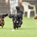 『興奮しやすい犬種…