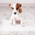 犬の留守番中のトイレを成功させるには？環境作りやしつけの仕方