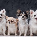 『体が小さい犬種』5…