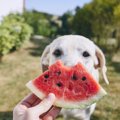 犬が気を付けるべき…