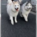 【話題】ハスキーコ…