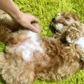 犬のスキンシップ4つ…