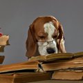 犬にまつわる神話か…
