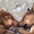 ぴったり寄り添って…
