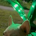 夫に『夜、犬が野良…
