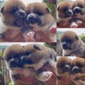 【キュン死】秋田犬…
