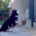 犬におやつをあげよ…