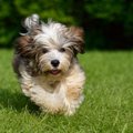 犬が人に突進してく…