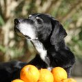 サプリメントは犬の…