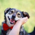犬が『飼い主を喜ば…