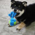 初心者飼い主と柴犬…