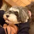 『犬が１歳の頃まで…