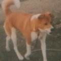 愛犬は死後も側にい…