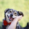 犬にとっての『良い…